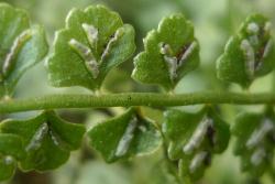 Asplenium flabellifolium. Close up of abaxial surface of flabellate pinnae showing sori and indusia extending along the veins.
 Image: L.R. Perrie © Te Papa CC BY-NC 3.0 NZ